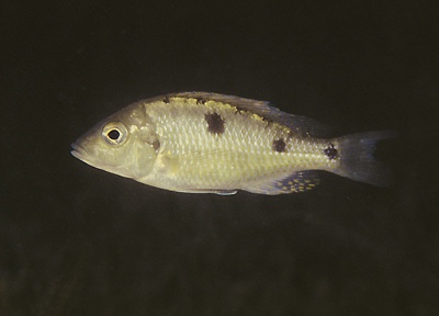 Otopharynx tetrastigma 'Thumbi East Island'